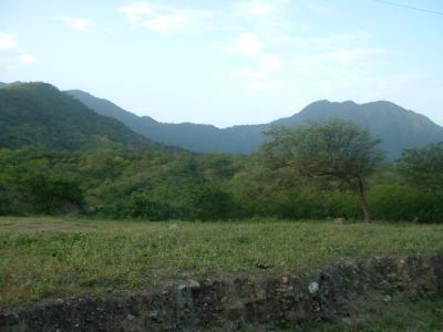 dry forest