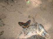 butterflytingo2.jpg